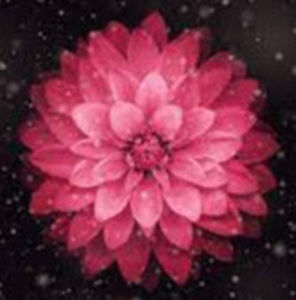 Meet your Posher, Ash